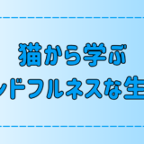 猫から学ぶマインドフルネスな生き方！ストレスフリーな人生を送る6つのポイント