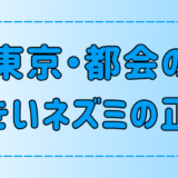 東京・都会の大きいネズミの種類と生態と被害対策！田舎との違いは？