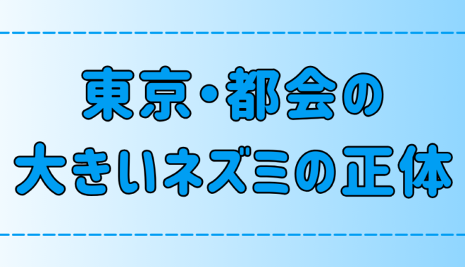 東京・都会の大きいネズミの種類と生態と被害対策！田舎との違いは？