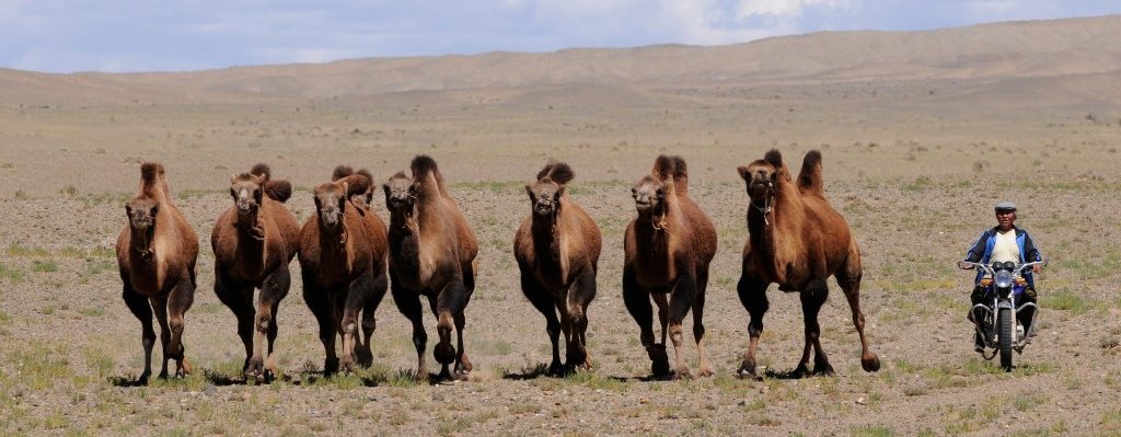 モンゴルの基本情報：国旗、時差、言語、人口、宗教、首都、治安、飲料水など 地方移住と旅情報