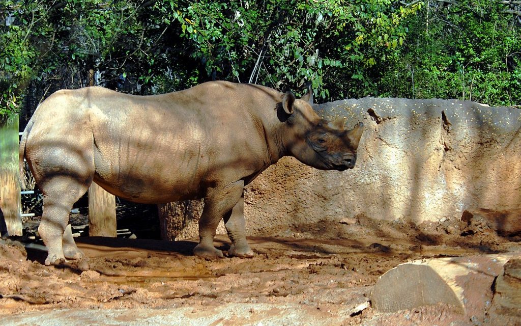 ネパールの世界遺産・チトワン国立公園