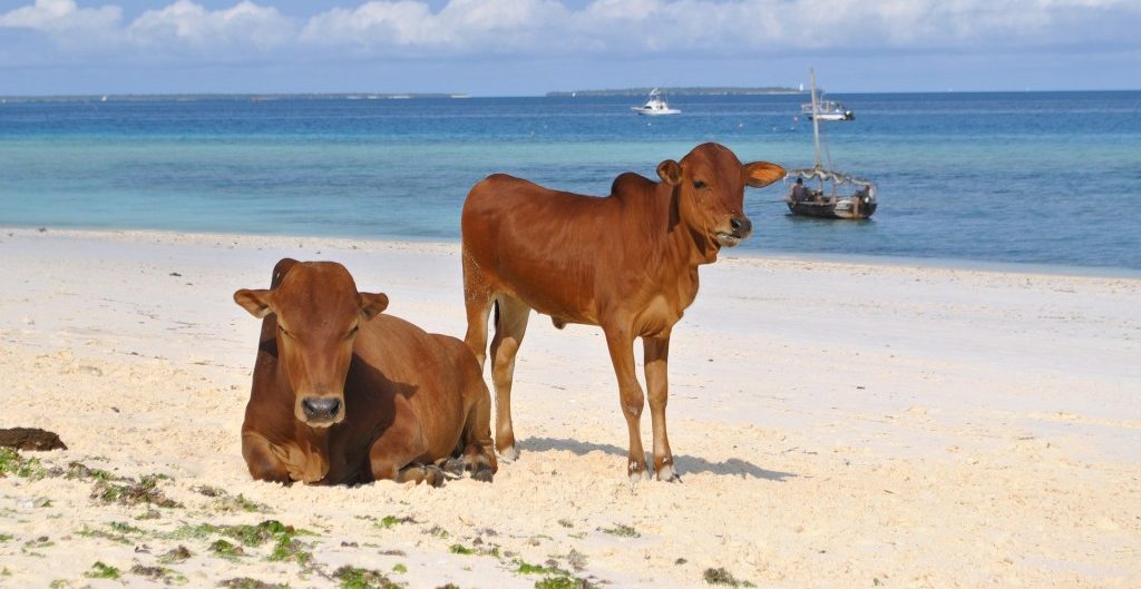 タンザニアの基本情報時差、言語、人口、宗教、首都、飲料水など 地方移住と旅情報